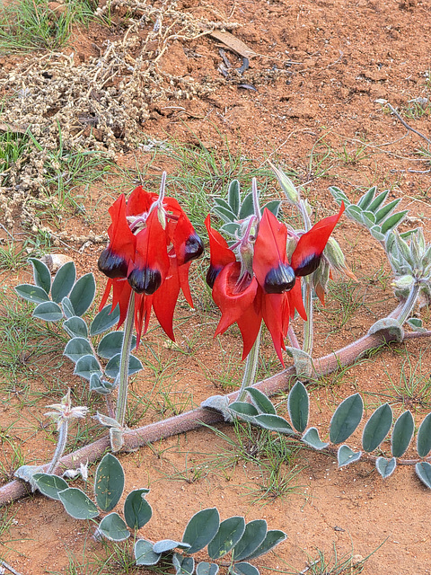 Sturt Desert Pea NSW