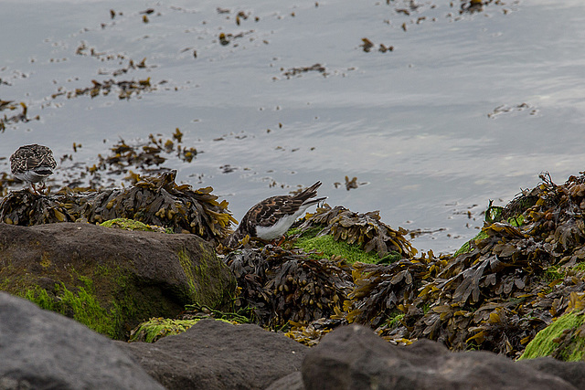 20140907 4801VRAw [NL] Steinwälzer (Arenaria interpres), Terschelling