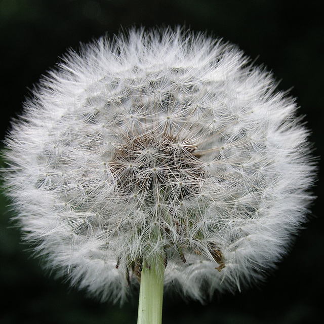 Dandelion head