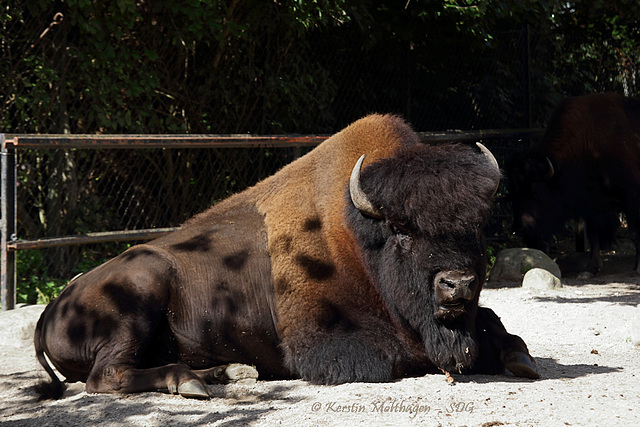 Bison (Hagenbeck)