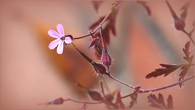 Geranium