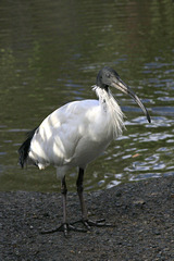 Australian White Ibis