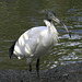 Australian White Ibis