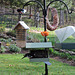 Rose-breasted Grosbeaks