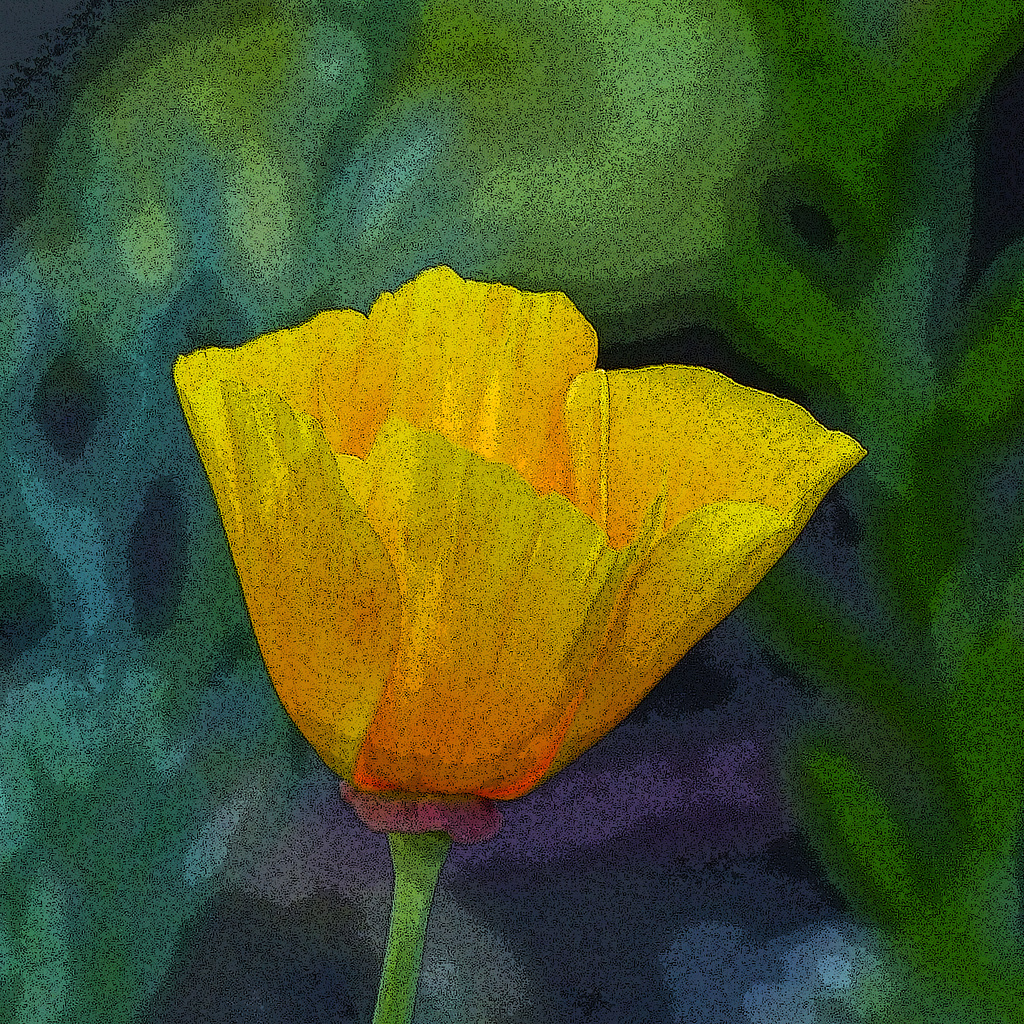 A filtered Poppy