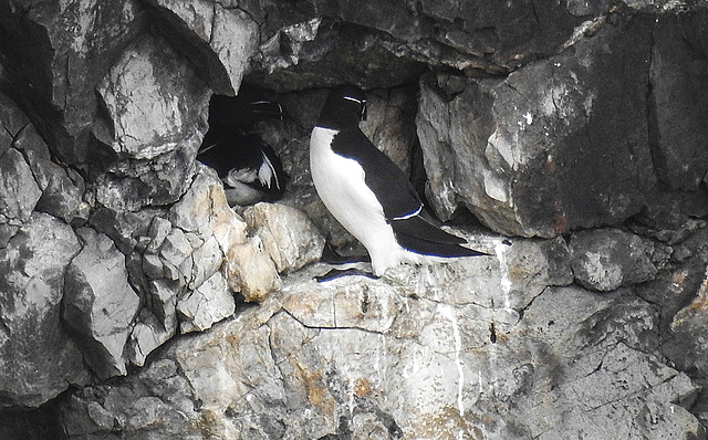 20190614 5274CPw [R~GB] Tordalk + [JV], Castlemartin Range, Wales