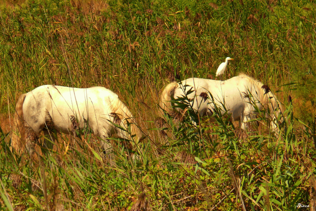 Chevaux camarguais