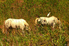 Chevaux camarguais