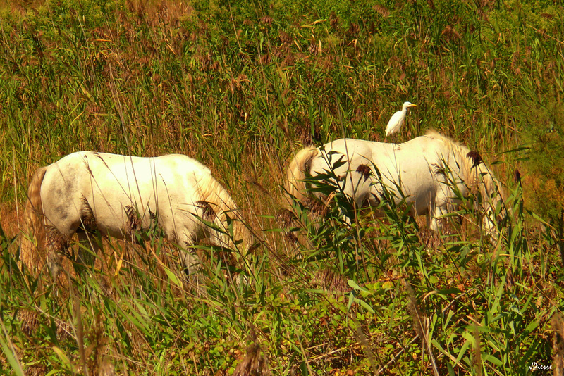 Chevaux camarguais