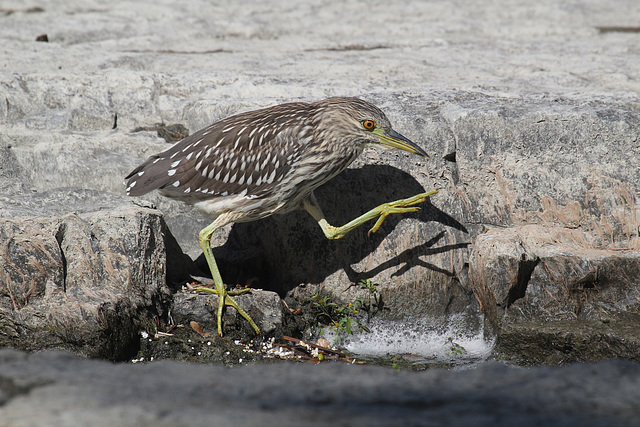 jeune bihoreau gris / young black-crowned night heron