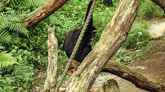 20190907 5948CPw [D~HRO] Gibbon, Zoo, Rostock