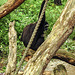 20190907 5948CPw [D~HRO] Gibbon, Zoo, Rostock
