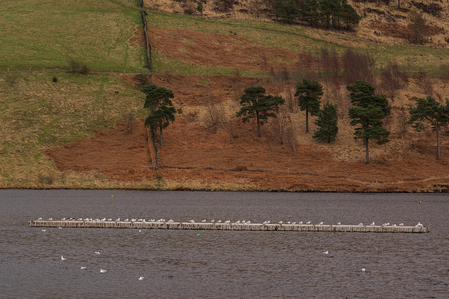 Dovestone Gulls on raft
