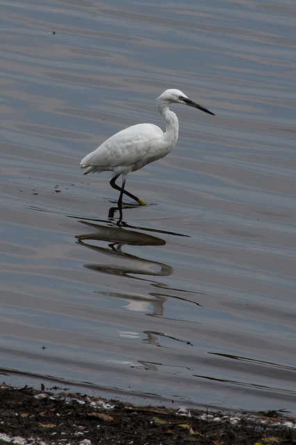 Little Egret -1696