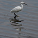 Little Egret -1696