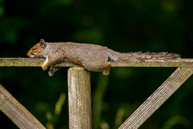 Lazing squirrel in the heat this week