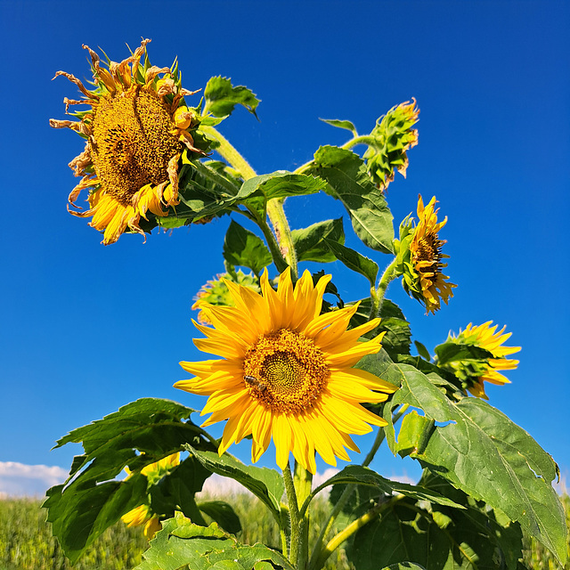 Sonnenblume (Helianthus)