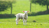 Lamb