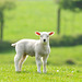 Lamb Lamb
