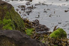 20140907 4800VRAw [NL] Steinwälzer (Arenaria interpres), Terschelling