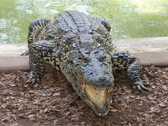 A hungry crocodile