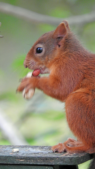 Red Squirrel 3