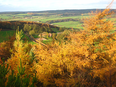 Autumn Harwood Dale, North Yorkshire