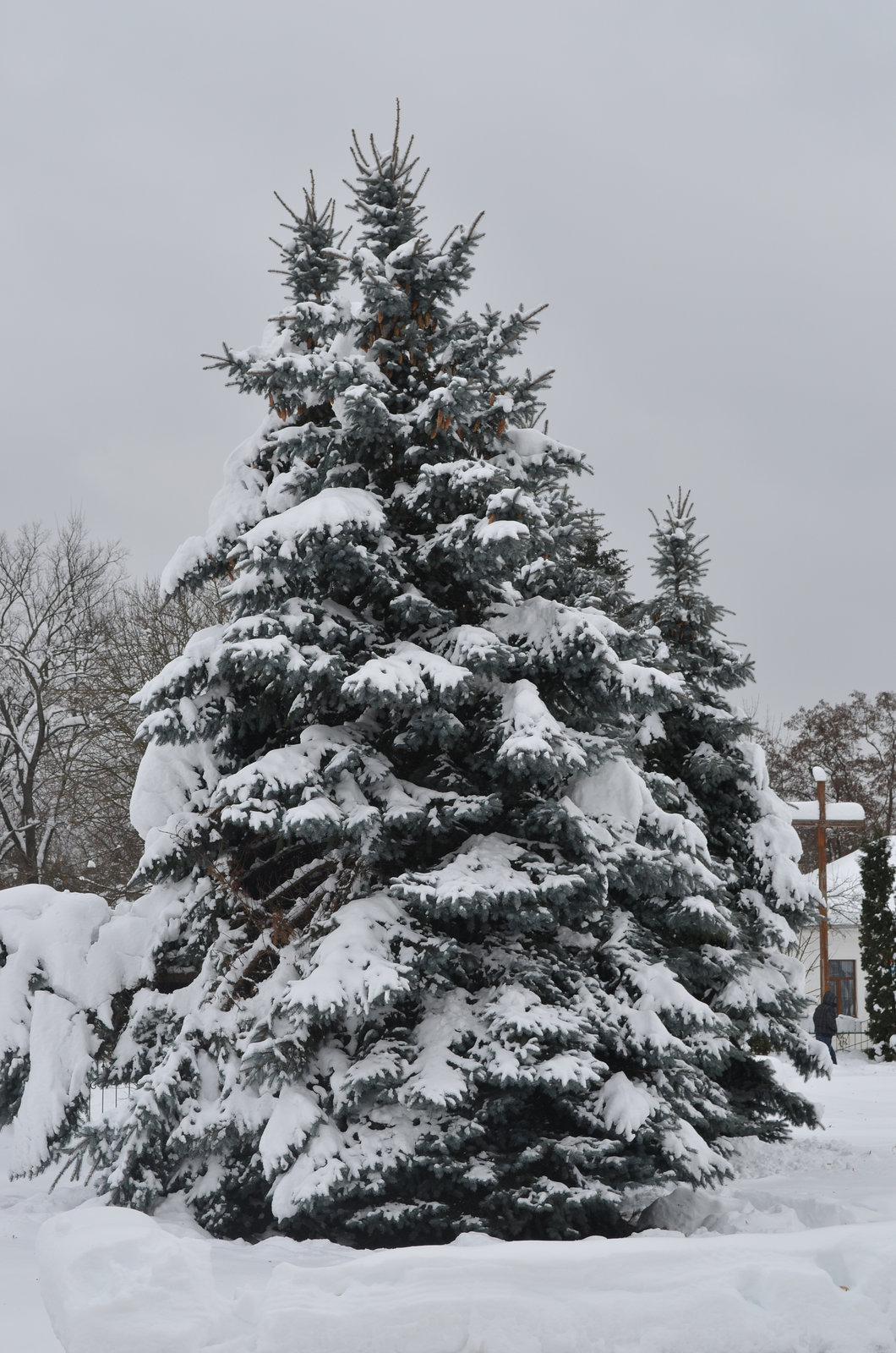 Зима в Коростышеве / Winter in Korostyshev