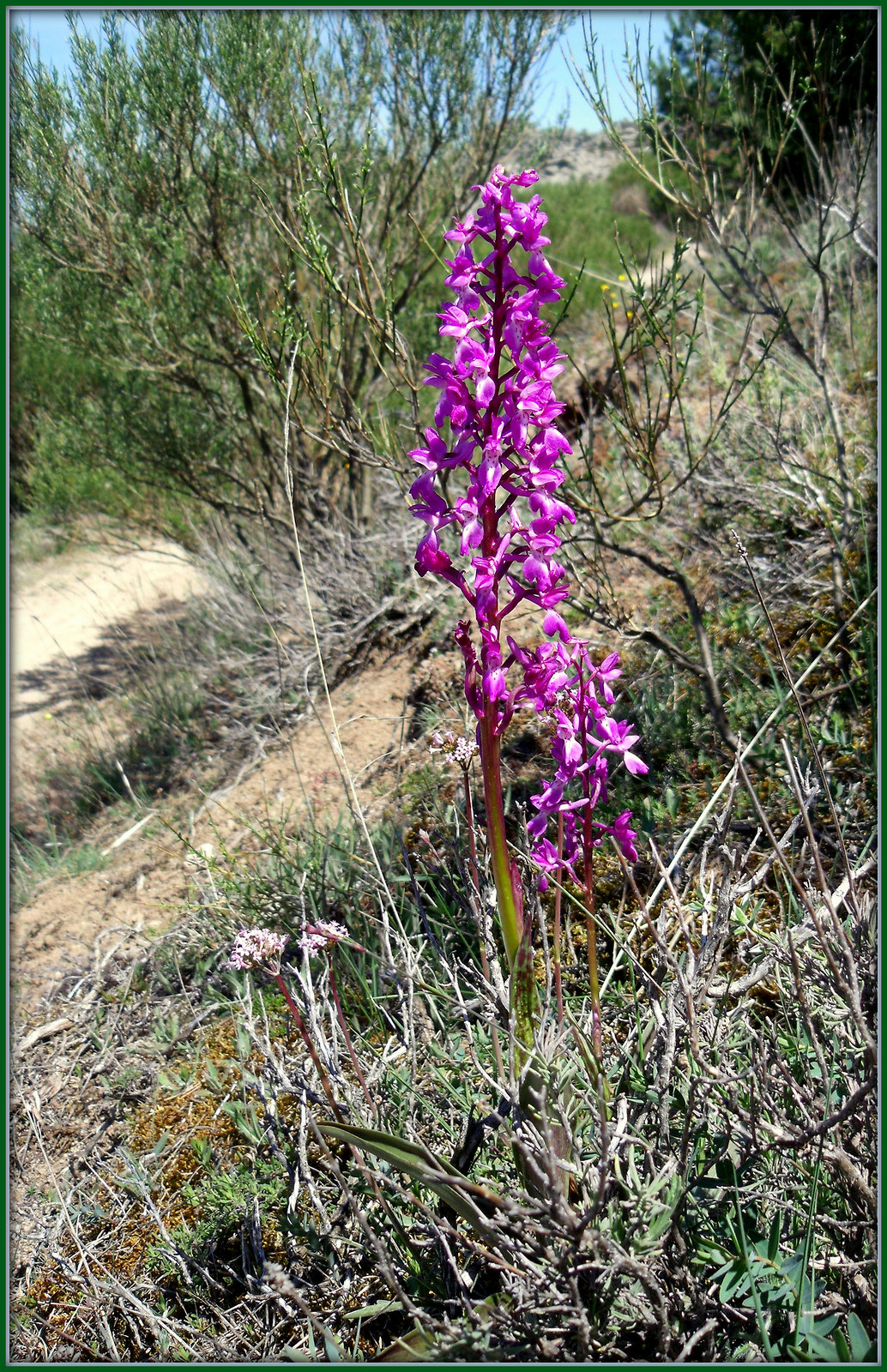 Orchid, Anacamptis picta.