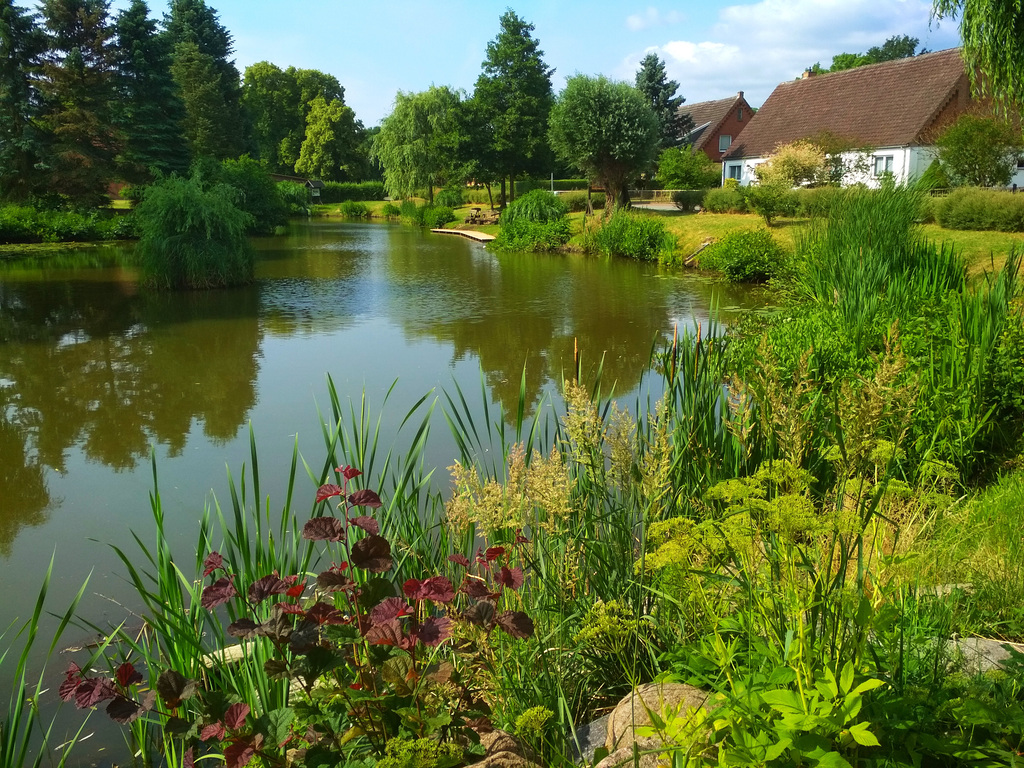 Rastow, Dorfteich im Sommer