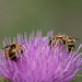 DSCF9961