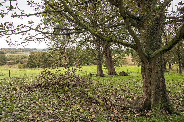 Fallen branch