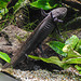 20190907 5949CPw [D~HRO] Axolotl (Ambystoma mexicanum), Zoo, Rostock