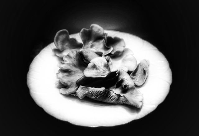 oyster mushroom harvest 1