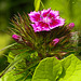 20210609 0694CPw [D~LIP] Bartnelke (Dianthus barbatus), UWZ, Bad Salzuflen