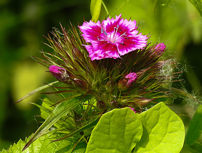 20210609 0694CPw [D~LIP] Bartnelke (Dianthus barbatus), UWZ, Bad Salzuflen