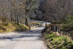 The Bridge over the Dorback Falls