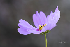 Au coeur du cosmos