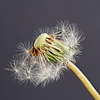 Dandelion Seed Head