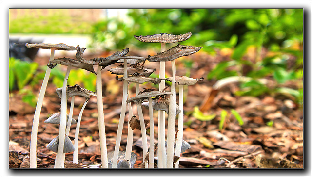 Reach for the sky fungi