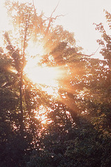 rays through trees