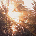 rays through trees