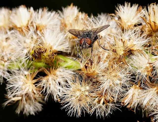 Fliege auf Goldrute