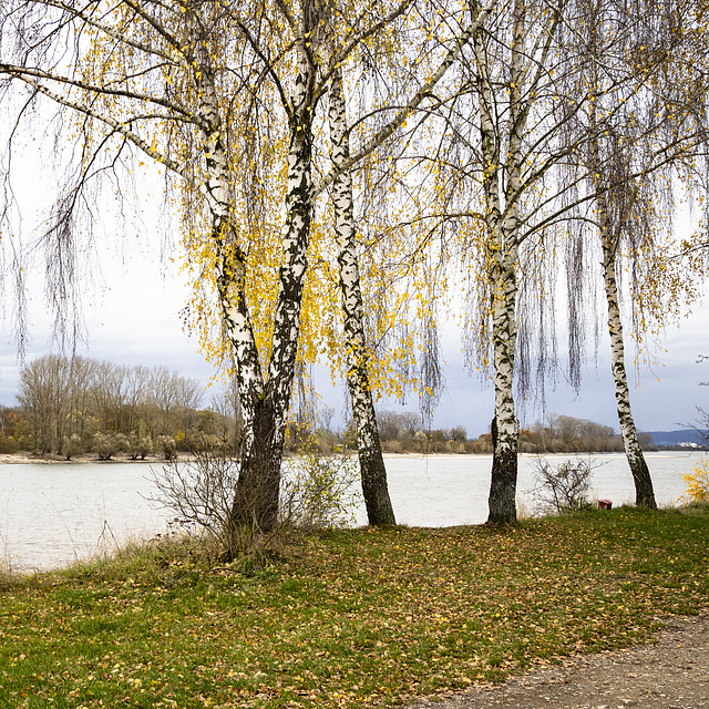 Am Eicher See