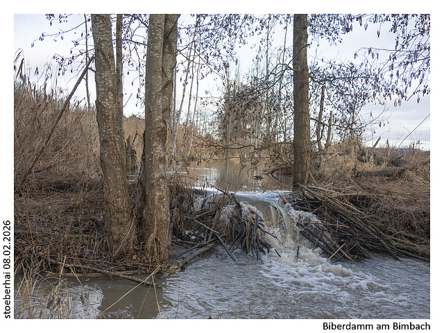 Beaver dam on the Bimbach