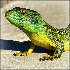 LACERTA BILINEATA