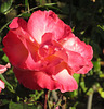 Rose****************