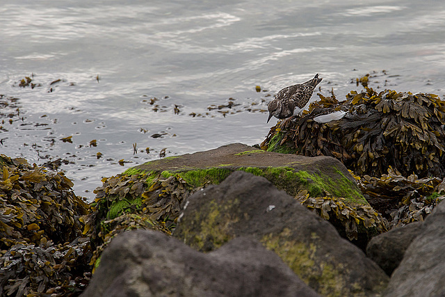 20140907 4799VRAw [NL] Steinwälzer (Arenaria interpres), Terschelling