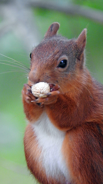 Red Squirrel 2