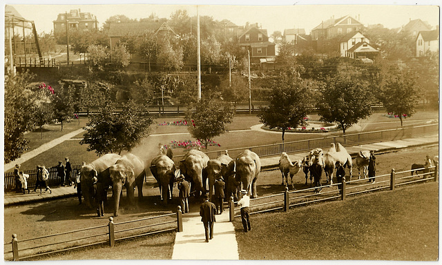 KN0372 KENORA - [CIRCUS ANIMALS - ELEPHANTS & CAMELS]